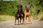 Rottweiler and Rhodesian Ridgeback