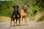 Rottweiler and Rhodesian Ridgeback