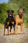 Rottweiler and Rhodesian Ridgeback