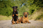Rottweiler and Rhodesian Ridgeback