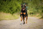 running Rottweiler