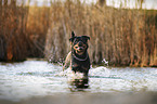 Rottweiler