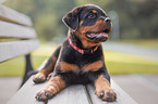 lying Rottweiler Puppy