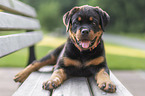 lying Rottweiler Puppy