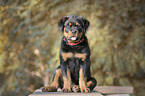 sitting Rottweiler Puppy