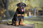 sitting Rottweiler Puppy