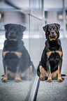 sitting Rottweiler