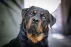 Rottweiler portrait