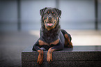 lying Rottweiler
