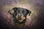 Rottweiler in the heath