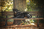lying Rottweiler