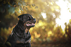 lying Rottweiler