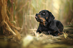 lying Rottweiler