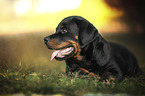 lying Rottweiler