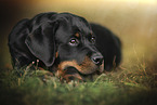 lying Rottweiler