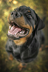 sitting Rottweiler