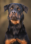 Rottweiler portrait