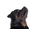 Rottweiler in front of white background
