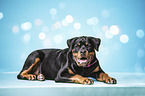 lying Rottweiler