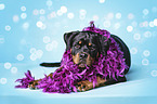 lying Rottweiler