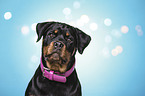 Rottweiler Portrait