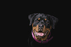 Rottweiler Portrait