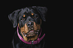 Rottweiler Portrait