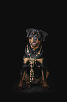sitting Rottweiler