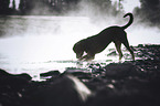 Rottweiler on the water