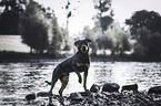 Rottweiler on the water