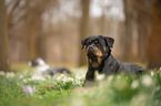 lying Rottweiler