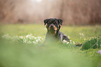 lying Rottweiler