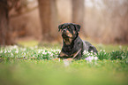 lying Rottweiler