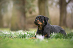lying Rottweiler