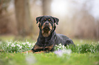 lying Rottweiler
