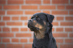 Rottweiler portrait