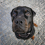 sitting Rottweiler
