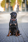 sitting Rottweiler