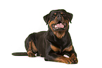 lying Rottweiler