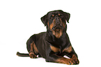 lying Rottweiler