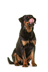 sitting Rottweiler