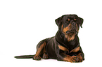 lying Rottweiler