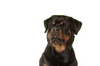 Rottweiler Portrait