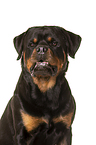 Rottweiler Portrait