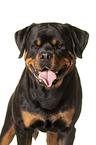Rottweiler Portrait