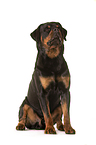 sitting Rottweiler