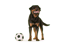 standing Rottweiler