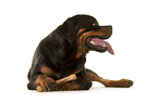 lying Rottweiler
