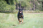 running Rottweiler