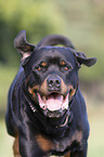 Rottweiler Portrait